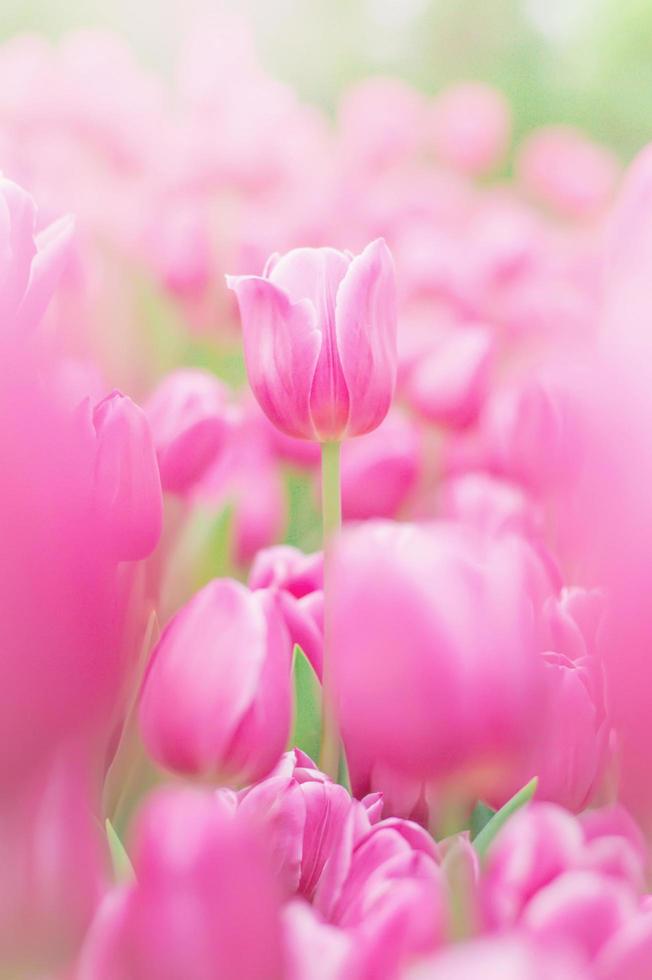 Close up of pink tulip in the garden photo