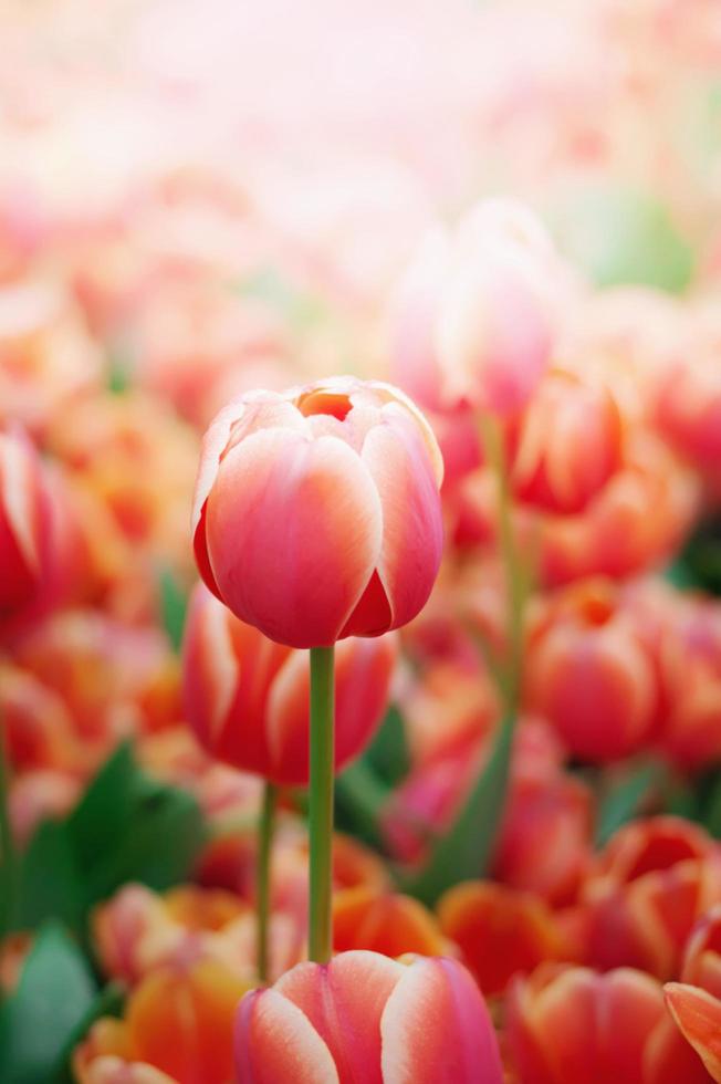 Close up of orange tulip in the garden photo