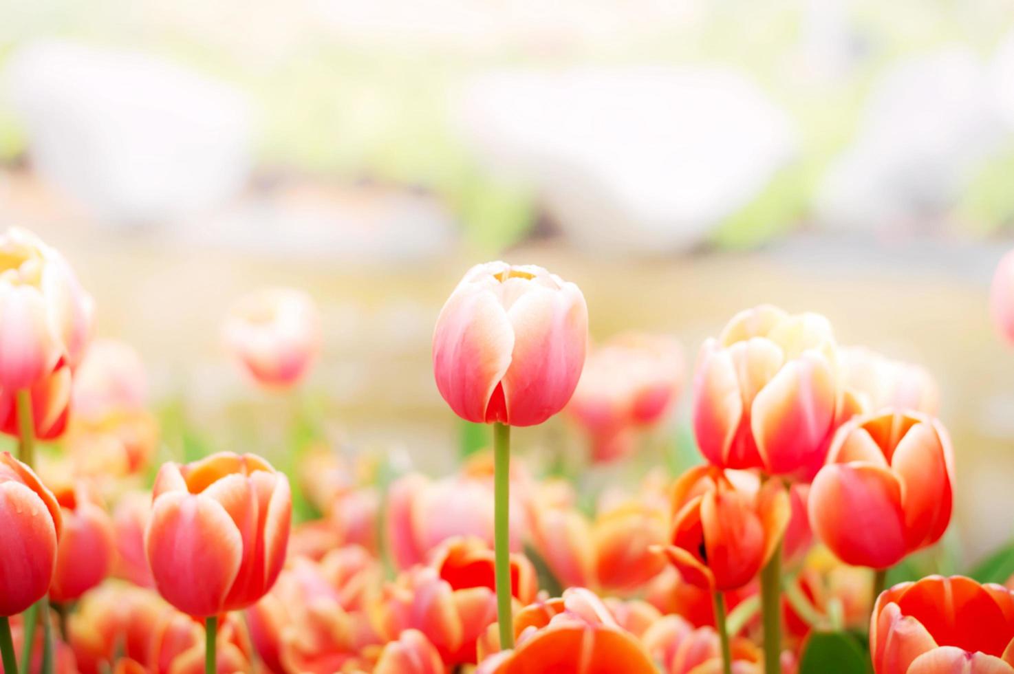 Close up of orange tulip in the garden photo