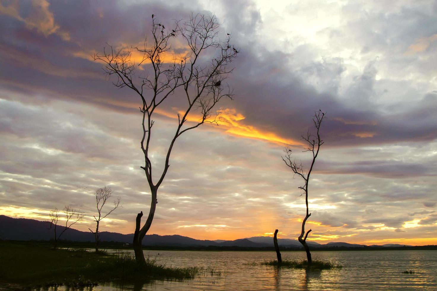 vista de la rama de un árbol con el amanecer en la mañana foto