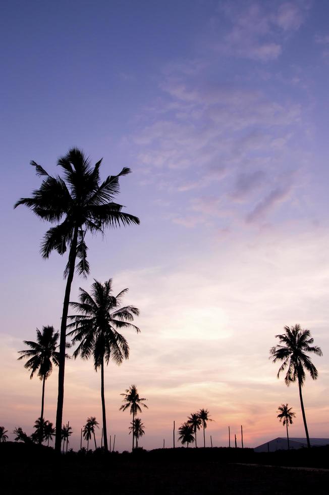 Silhouette of coconut tree in the sunset time photo