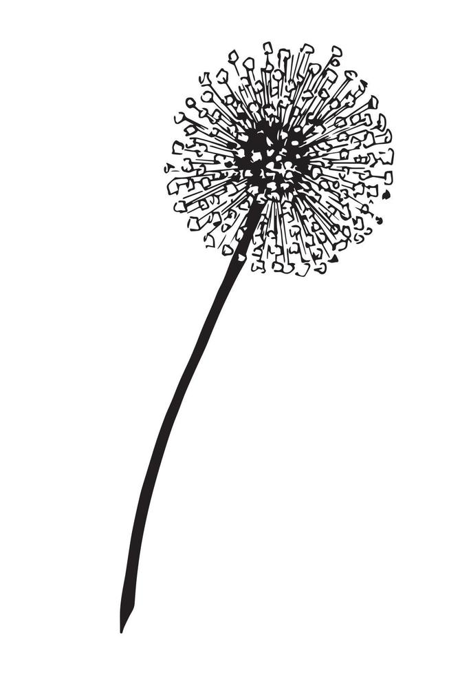 Dandelion Flower. Vector hand drawn illustration on fluffy Plant in outline style. Botanical drawing for greeting or business card in white and black colors on isolated background. Doodle sketch