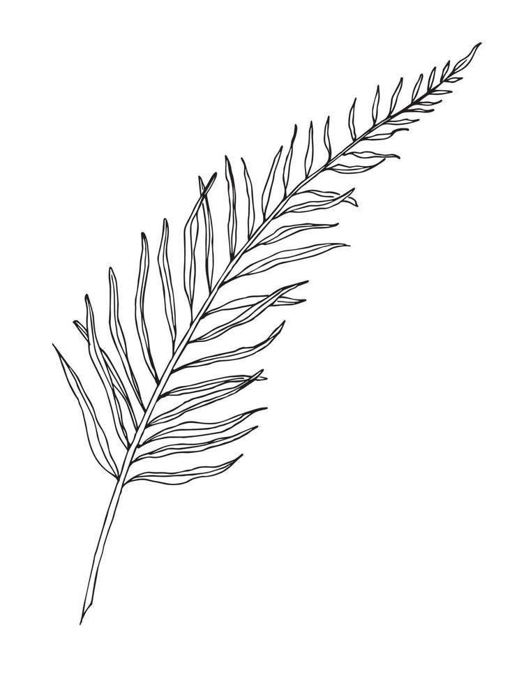 Palm Leaf vector illustration in line art style. Contour drawing of Branch of tropical tree. Exotic plant in outline style in white and black colors on isolated background. Tropical botanical sketch.