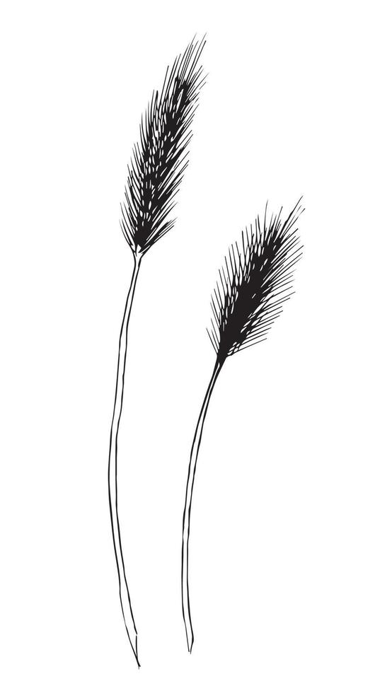 Vector hand drawn sketch of Wheat. Drawing of barley in line art style for beer label or logo for production of flour or beer. Engraved illustration of plant. Black line on isolated background.