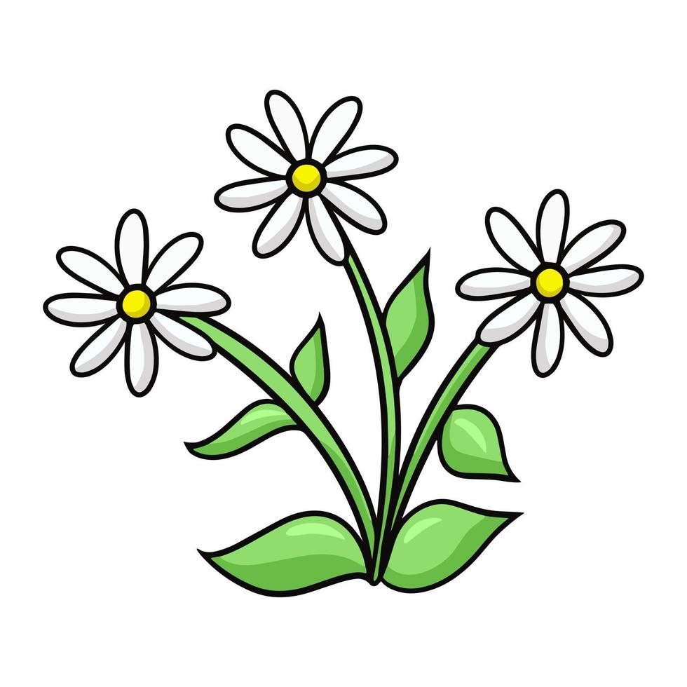 Bouquet of three white chamomile flowers with green leaves, vector illustration in cartoon style on a white background