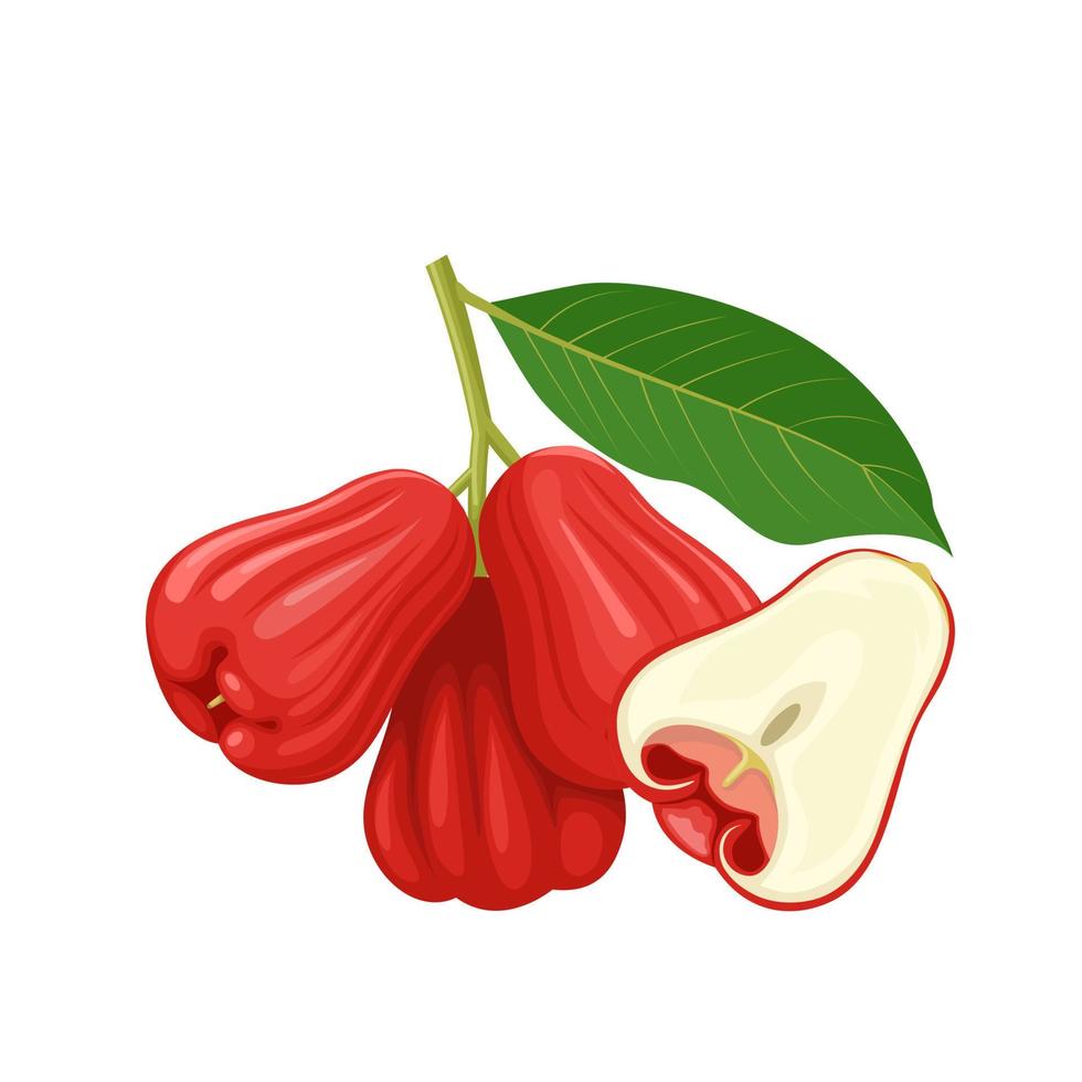 ilustración vectorial, fruta de manzana rosa, nombre científico syzygium aqueum, aislado sobre fondo blanco. vector