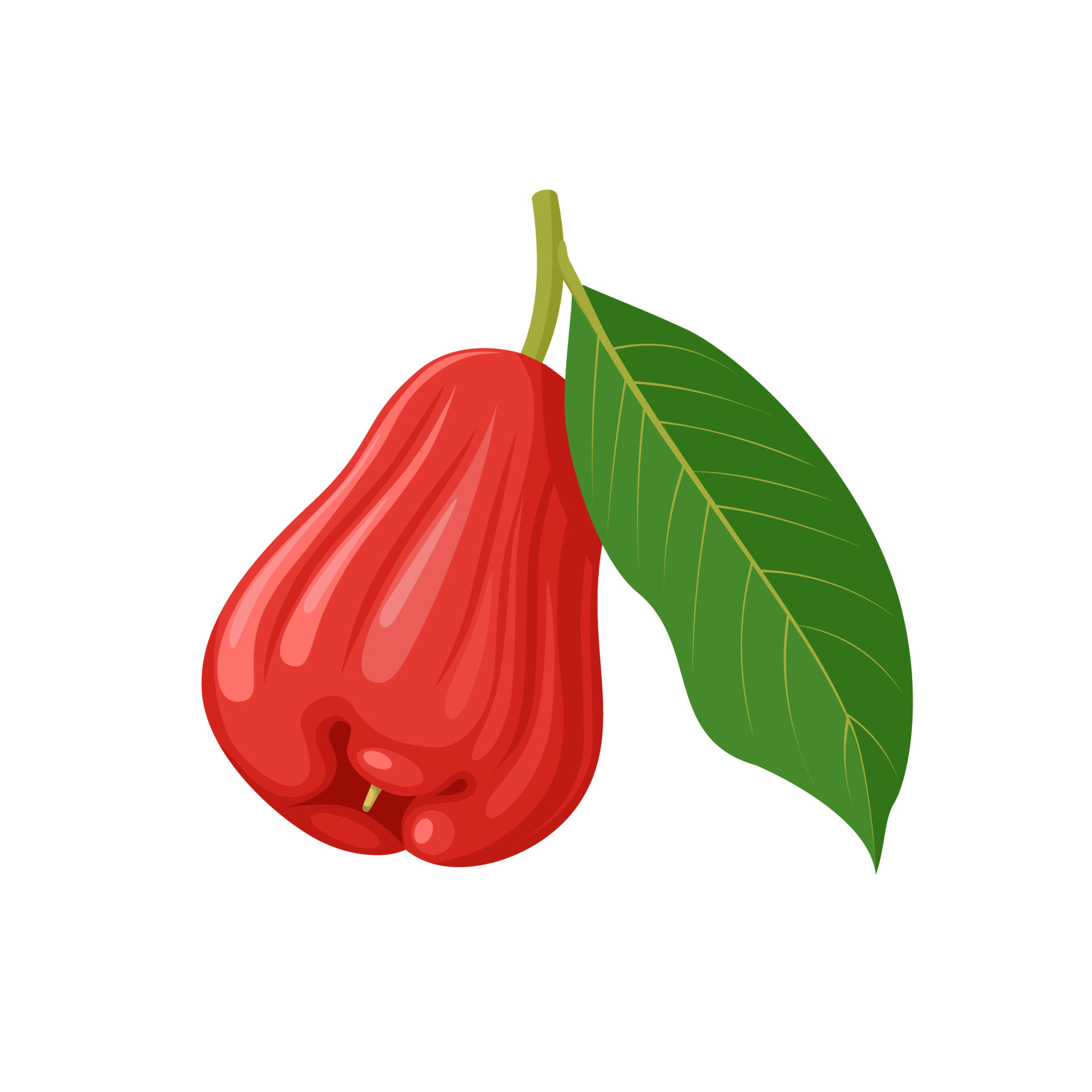 Vector Illustration Rose Apple Fruit Scientific Name Syzygium Aqueum vector-illustration-rose-apple-fruit-scientific-name-syzygium-aqueum