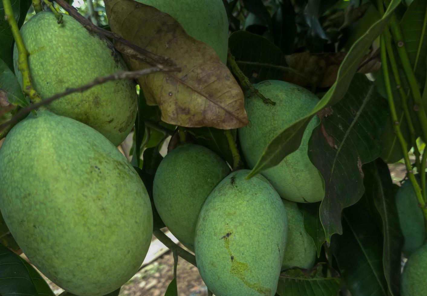 mango fruit hanging from the tree. Mangifera indica hanging from the tree photo