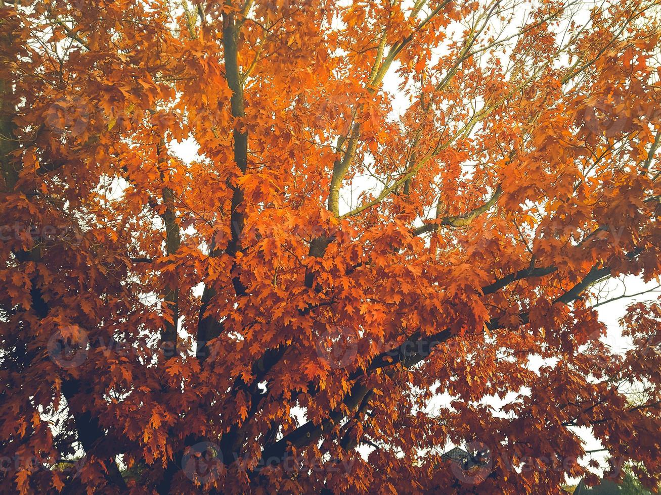 hojas de otoño en la última luz del sol foto