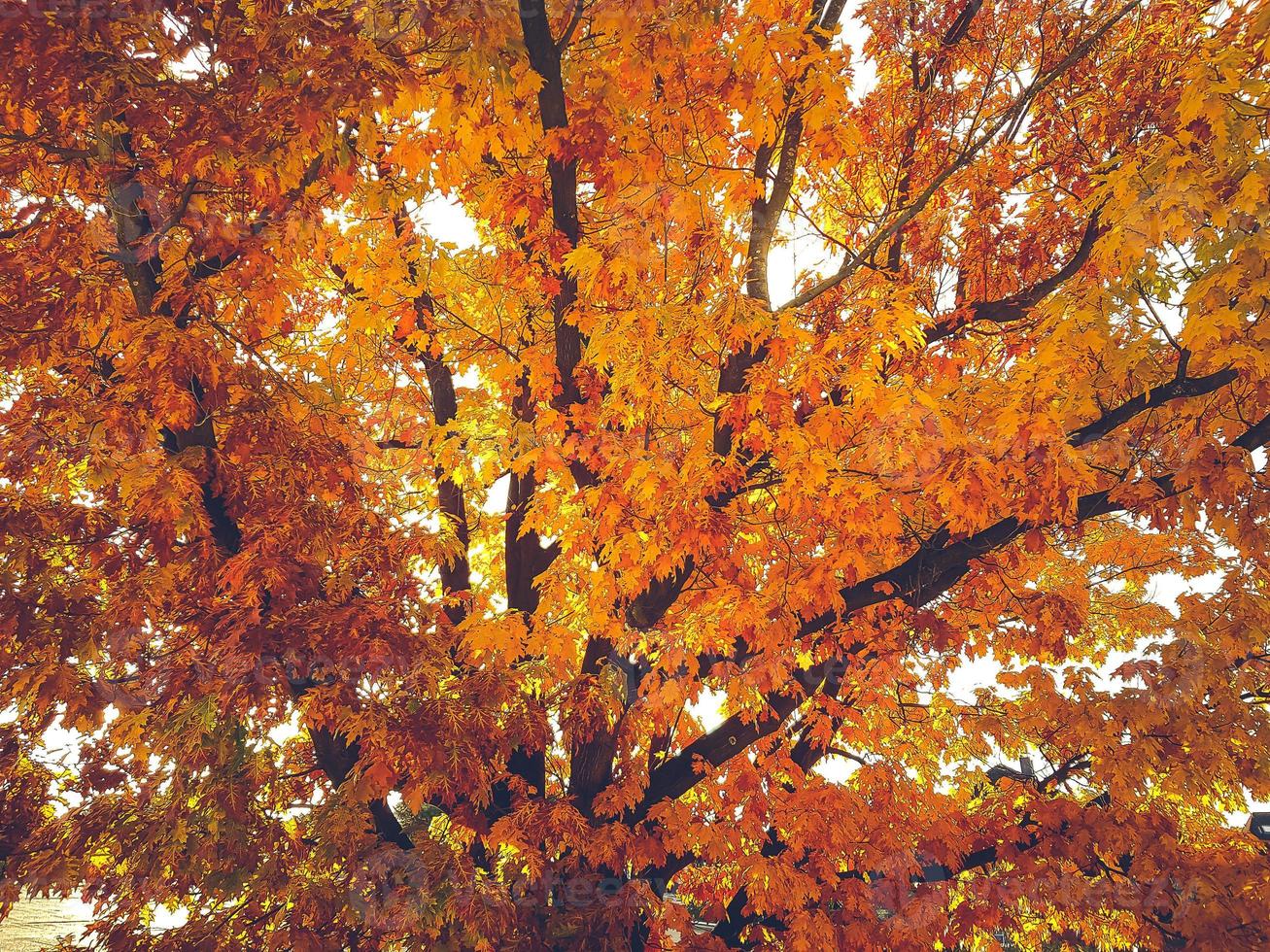 hojas de otoño en la última luz del sol foto