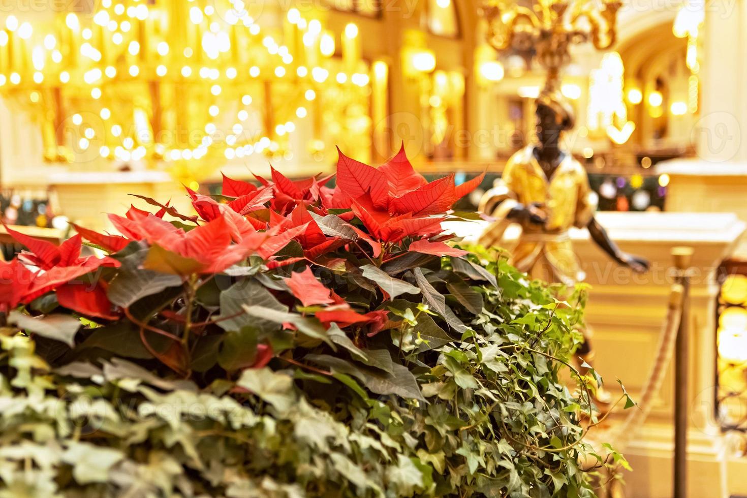 Christmas red flower on a golden background. photo