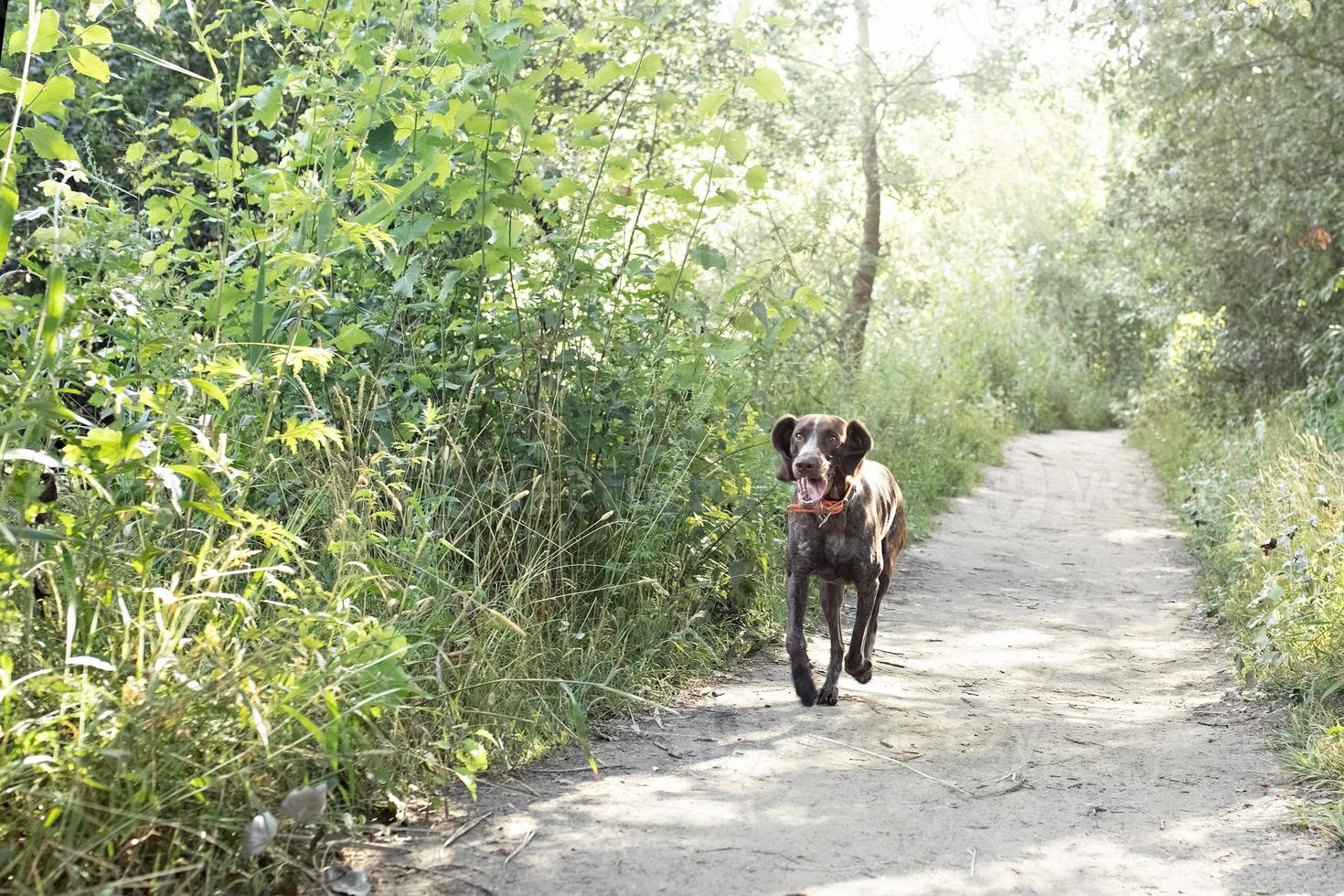A young hunting dog of the Kurz-Haar breed runs along a forest path in the park. summer time vacation photo