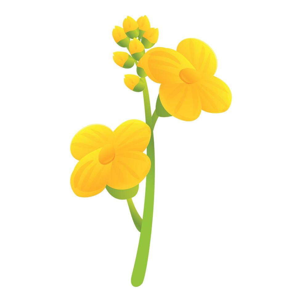 Canola bio herb flower icon, cartoon style vector