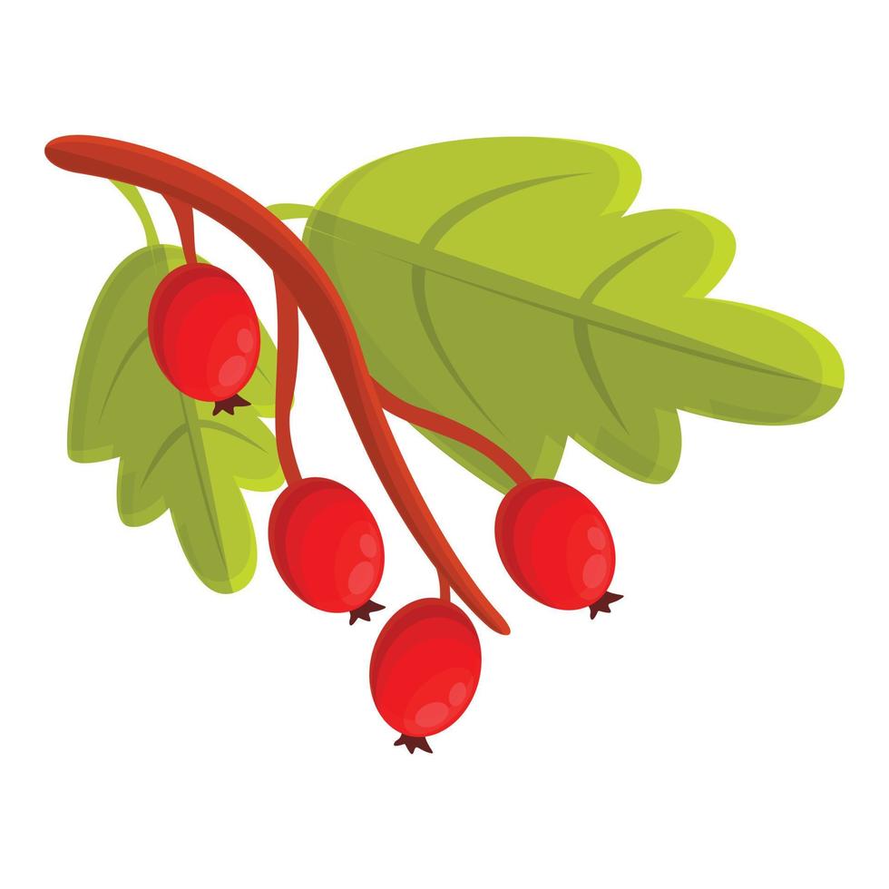 Branch hawthorn icon, cartoon style vector