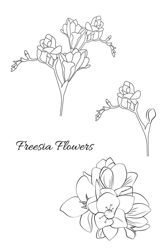 freesia flower set. Line art vector illustration. Hand drawn black and white isolated floral design