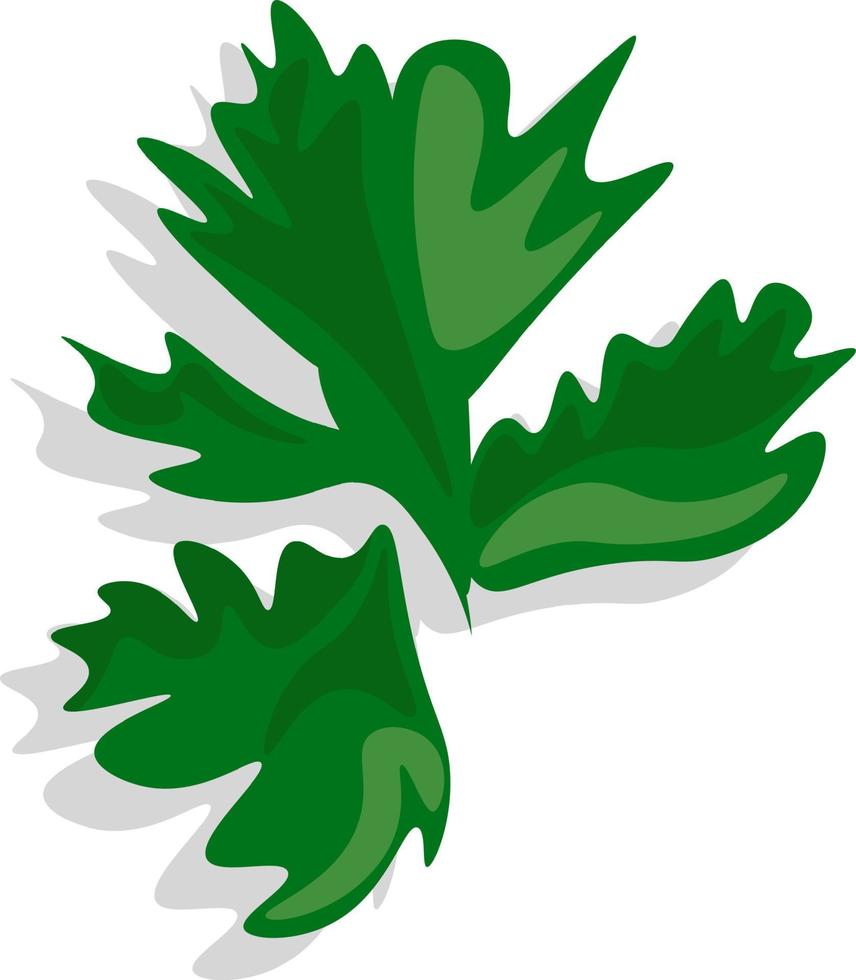 Parsley leaves, greens, vector graphics 14313649 Vector Art at Vecteezy