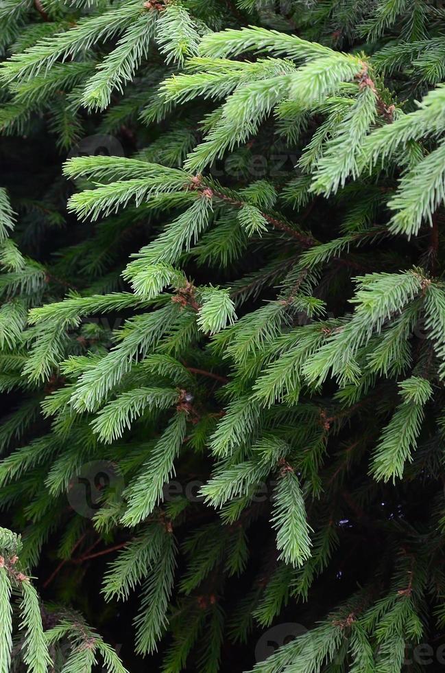 Fluffy green fir tree brunch close up. Christmas wallpaper concept with copy space photo