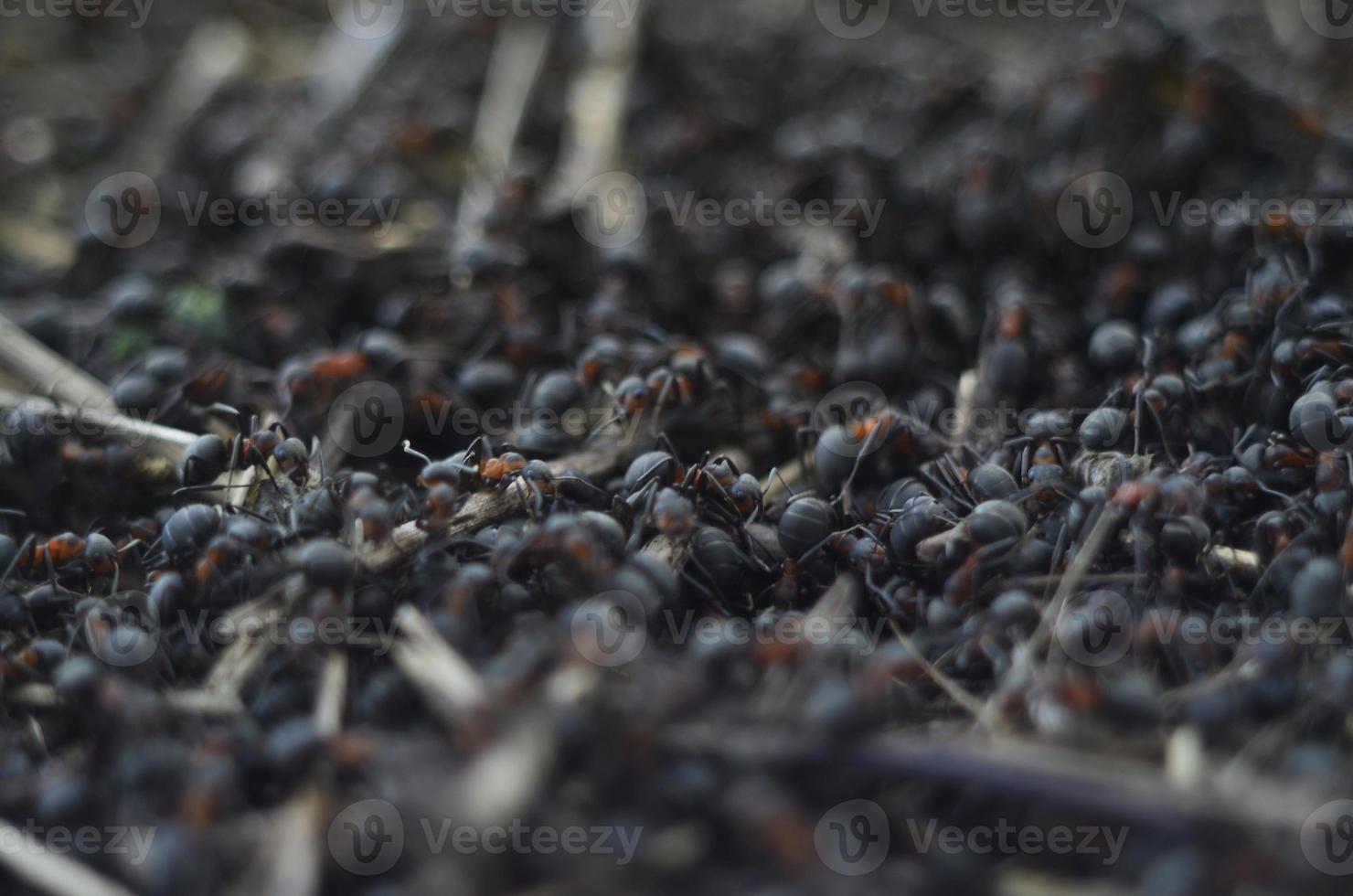Ants crawling in the anthill. Macro image. photo
