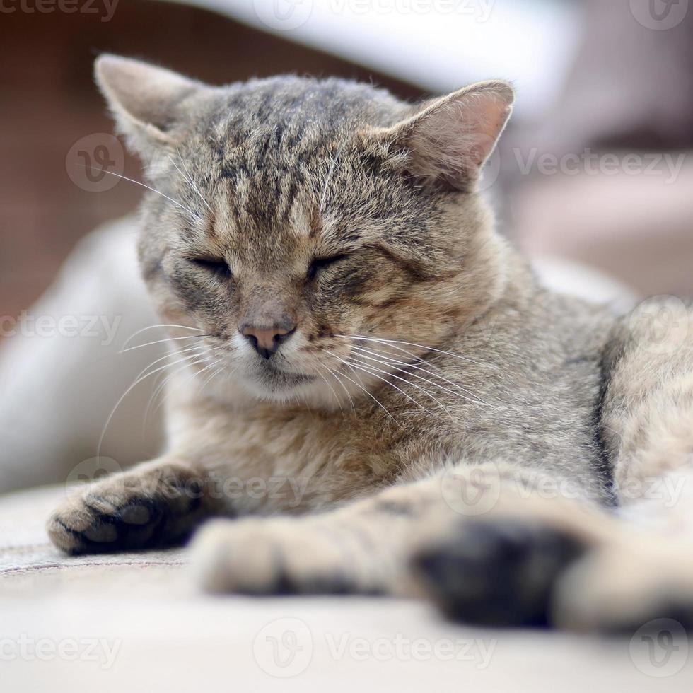 Close up of a sad and lazy tabby cat napping on the couch outdoors in evening photo