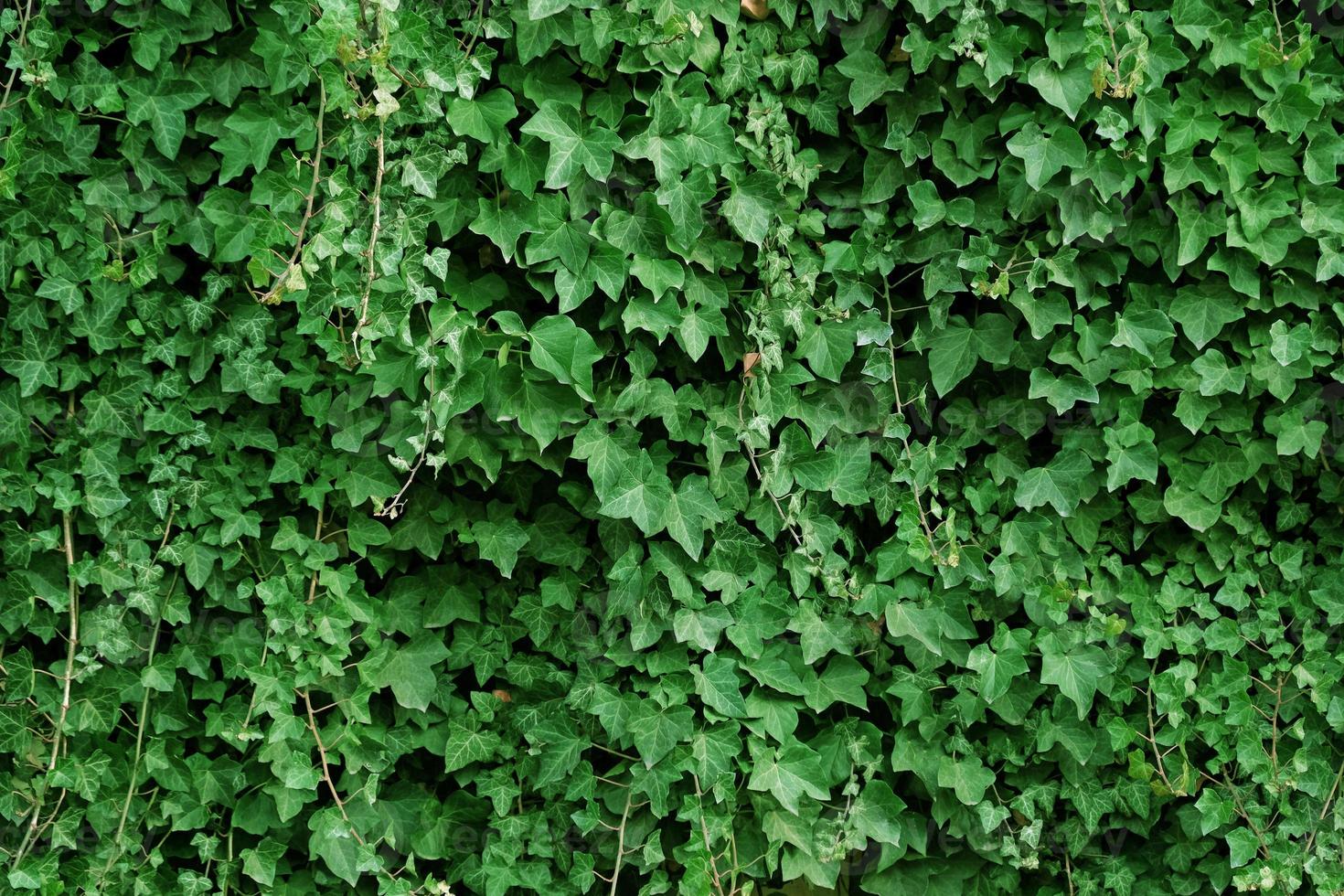 hojas de hiedra verde en la pared. fondo texturizado de hojas. textura de pared de planta verde para diseño de fondo y pared ecológica y troquelada para obras de arte. muchas hojas foto