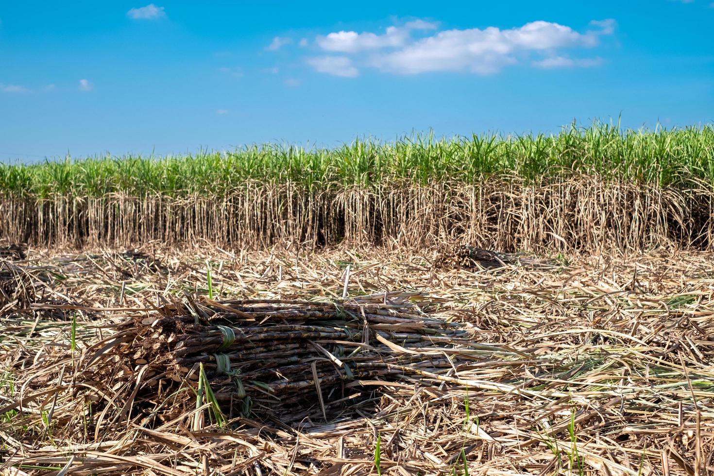 caña de azúcar, cosecha de caña de azúcar en campos de caña de azúcar en la temporada de invierno, tiene vegetación y frescura. muestra la fertilidad del suelo foto