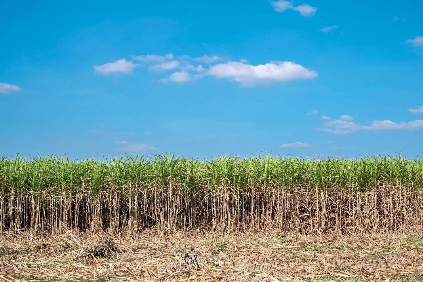 Sugarcane,sugar cane harvest in sugarcane fields in the winter season, has greenery and freshness. Shows the fertility of the soil photo