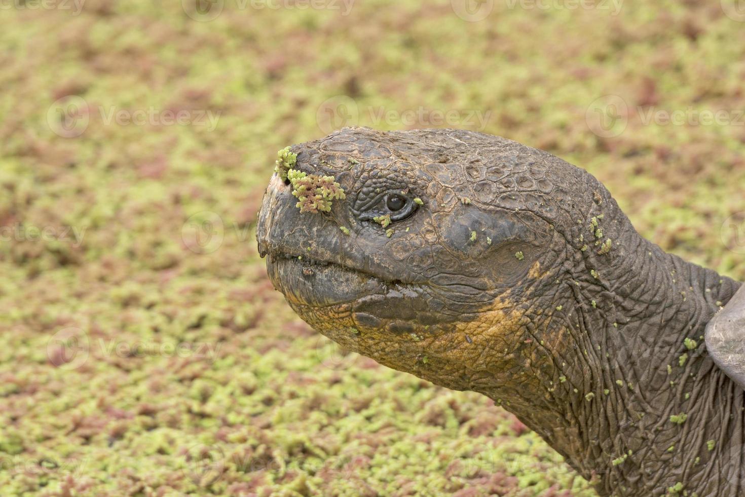 Galapagos Tortoise in a Verdant Pond photo