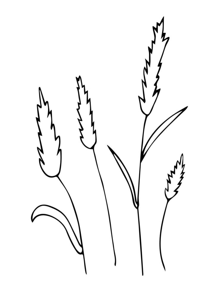 Set of hand drawn outline wheat, black botanical illustrations isolated on white background. Doodle drawing vector