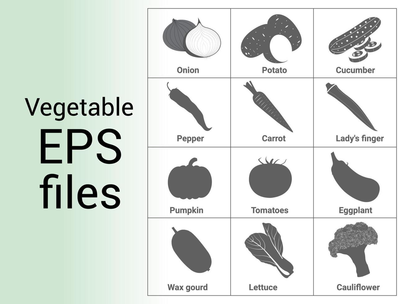 Vector Vegitable realistick illustration