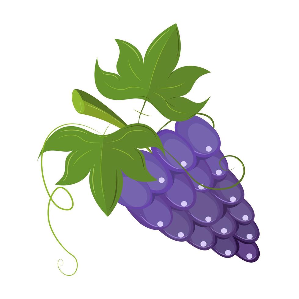 Vector illustration of blue grapes in a flat style. Grapevine and bunch of berries.