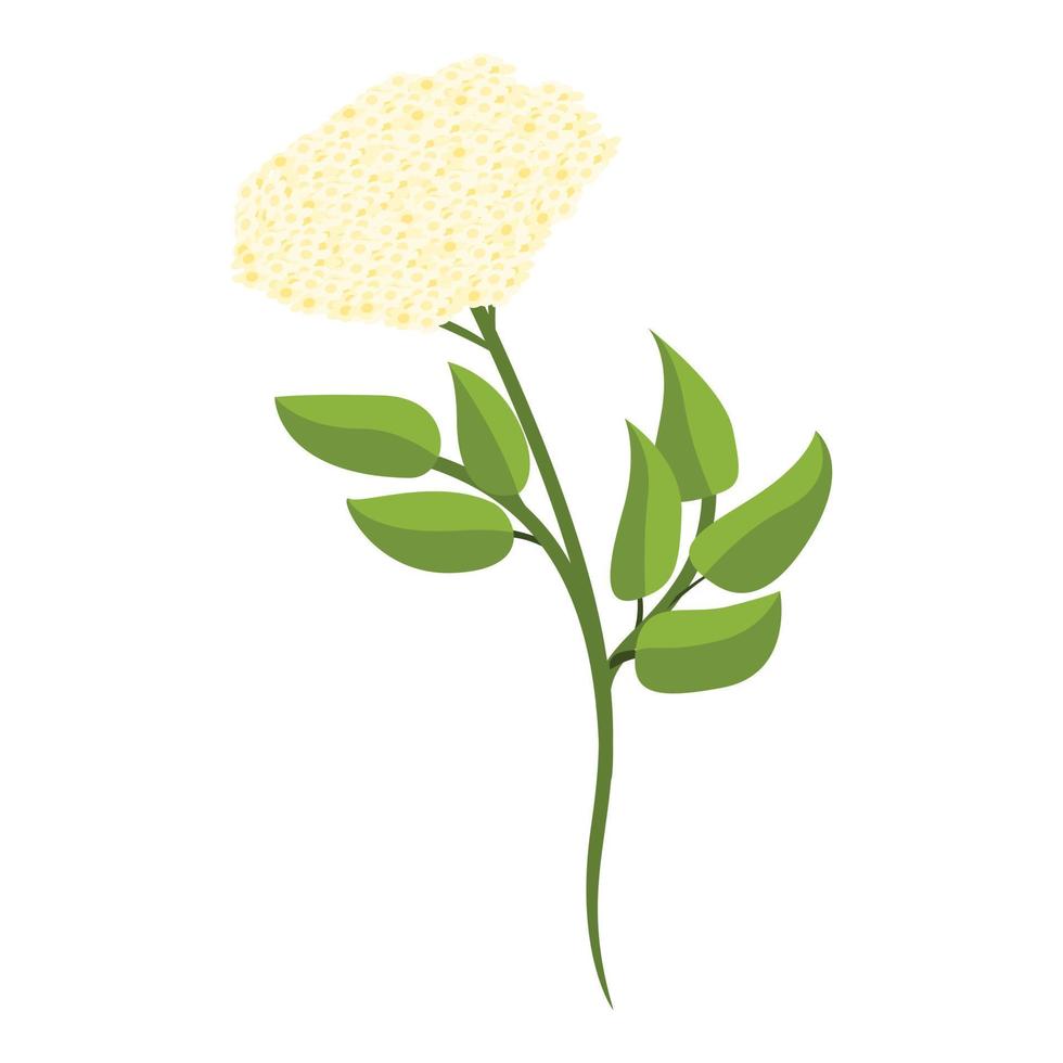 Flower elderberry icon, cartoon style vector