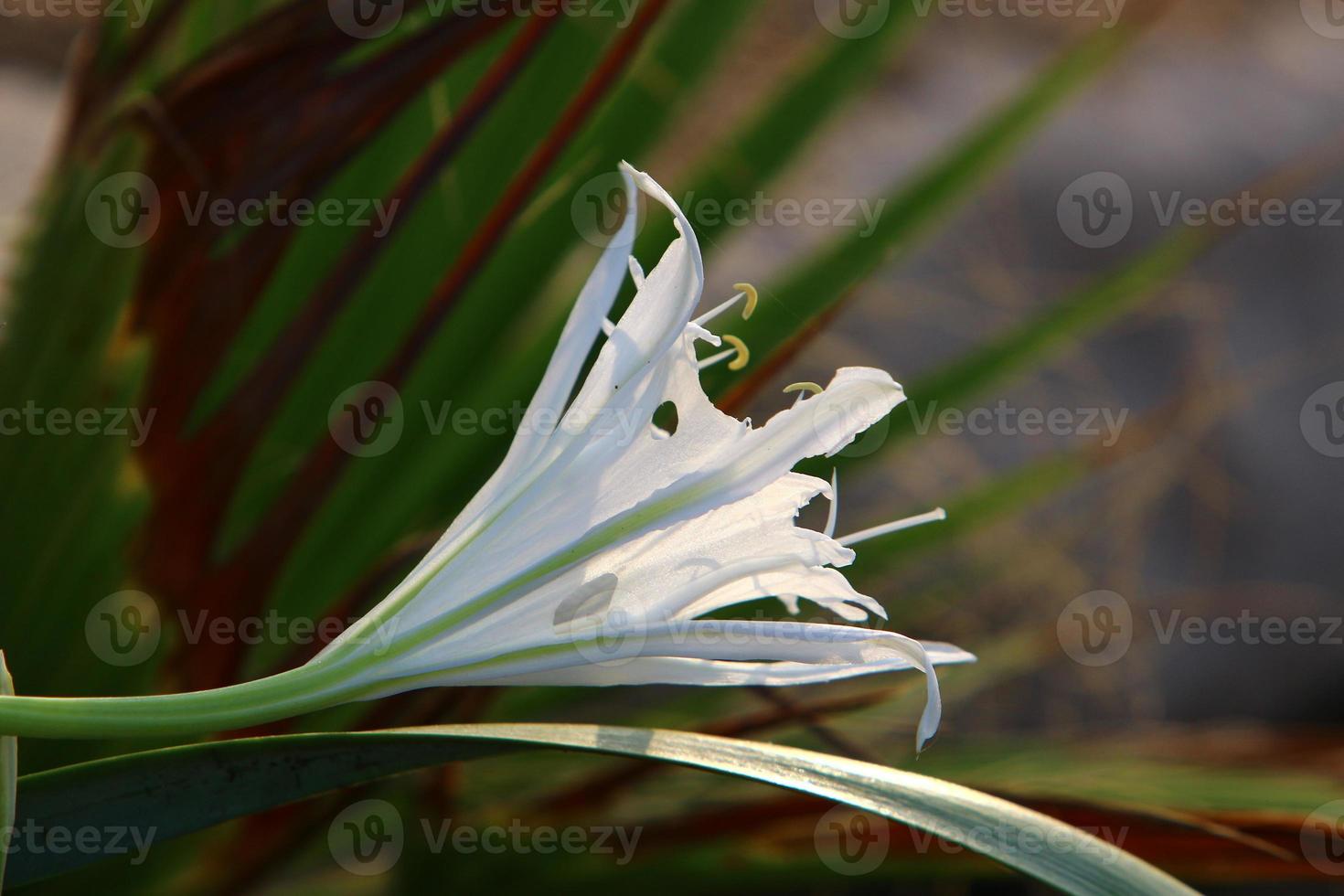 Pancrasium grows on the sand on the shores of the Mediterranean Sea. photo