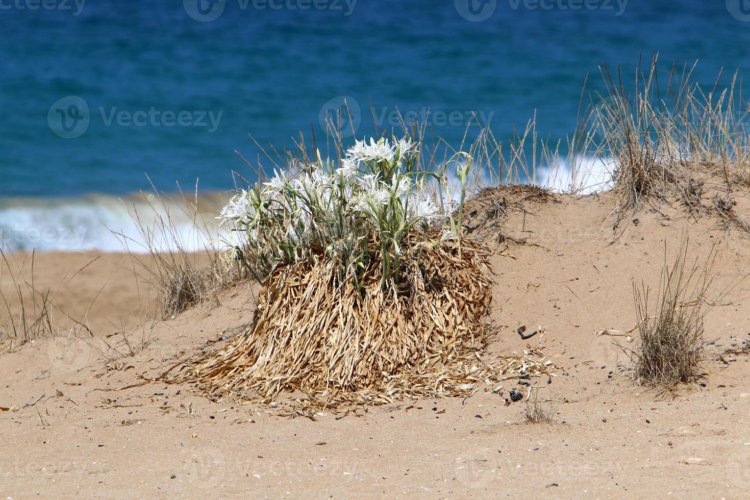 Pancrasium grows on the sand on the shores of the Mediterranean Sea. photo