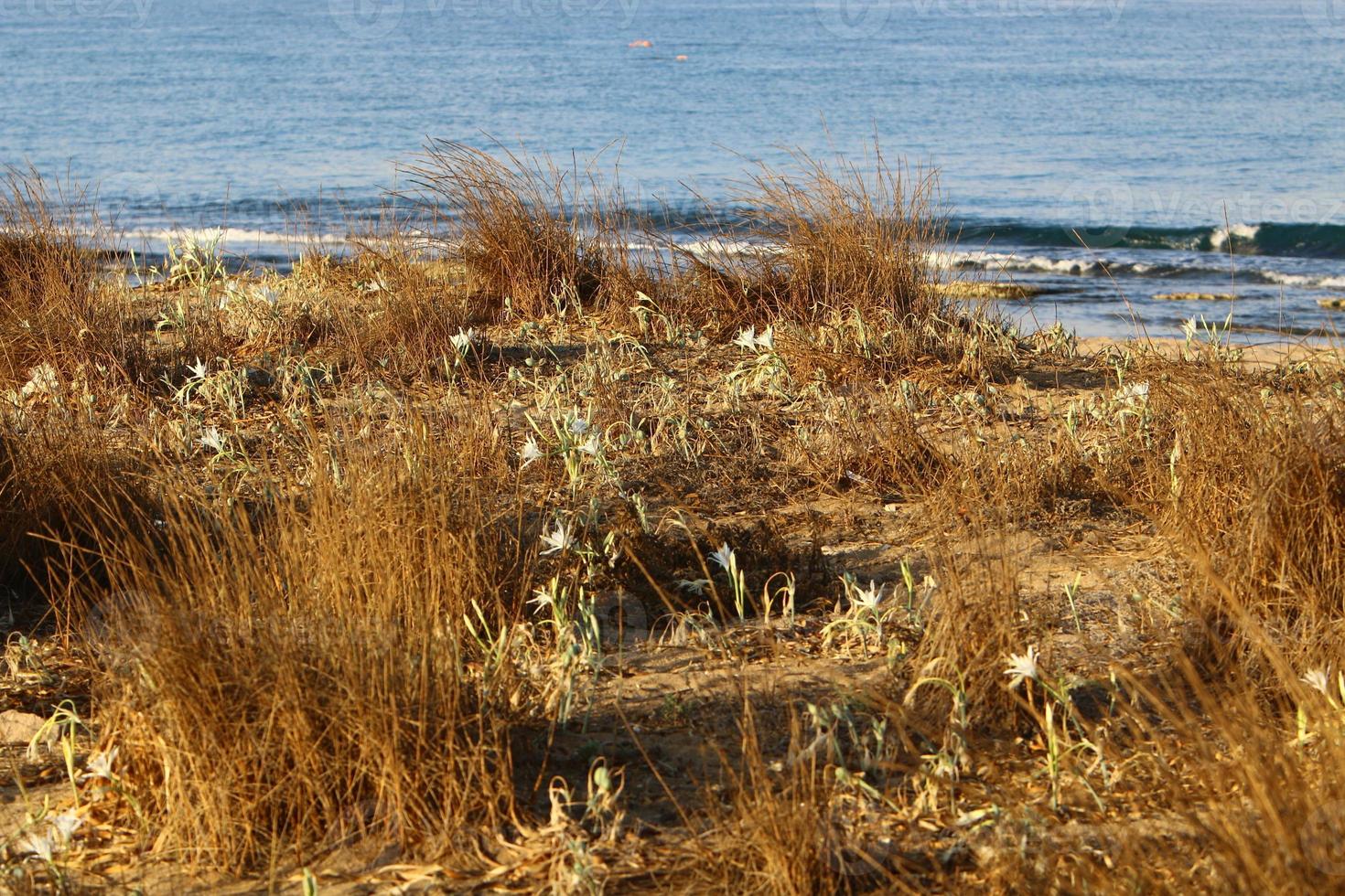 Pancrasium grows on the sand on the shores of the Mediterranean Sea. photo