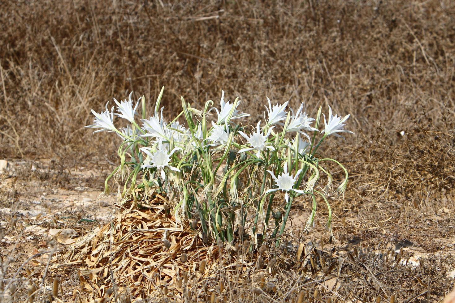 Pancrasium grows on the sand on the shores of the Mediterranean Sea. photo