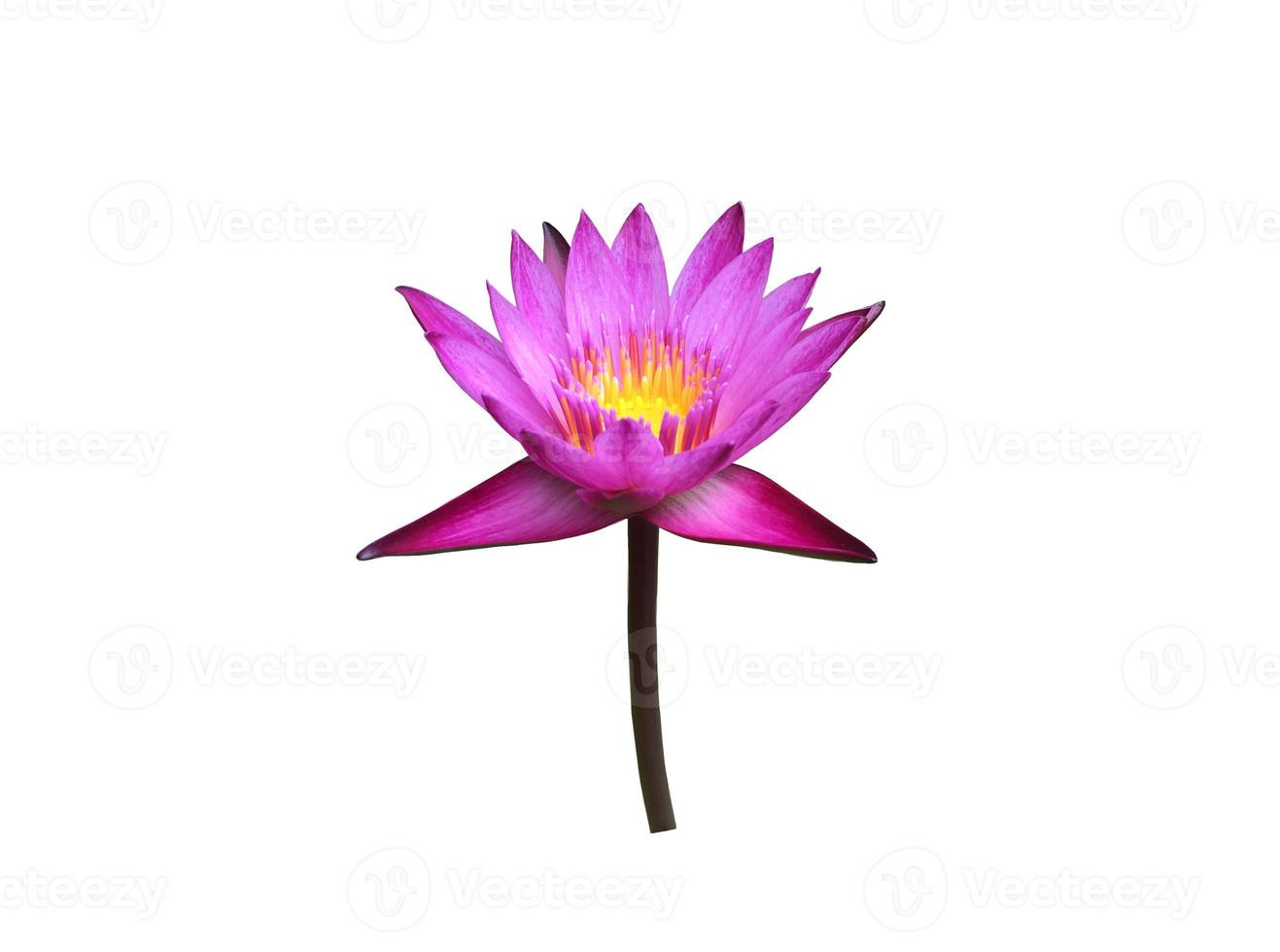 Isolated waterlily or lotus plants with clipping paths. photo