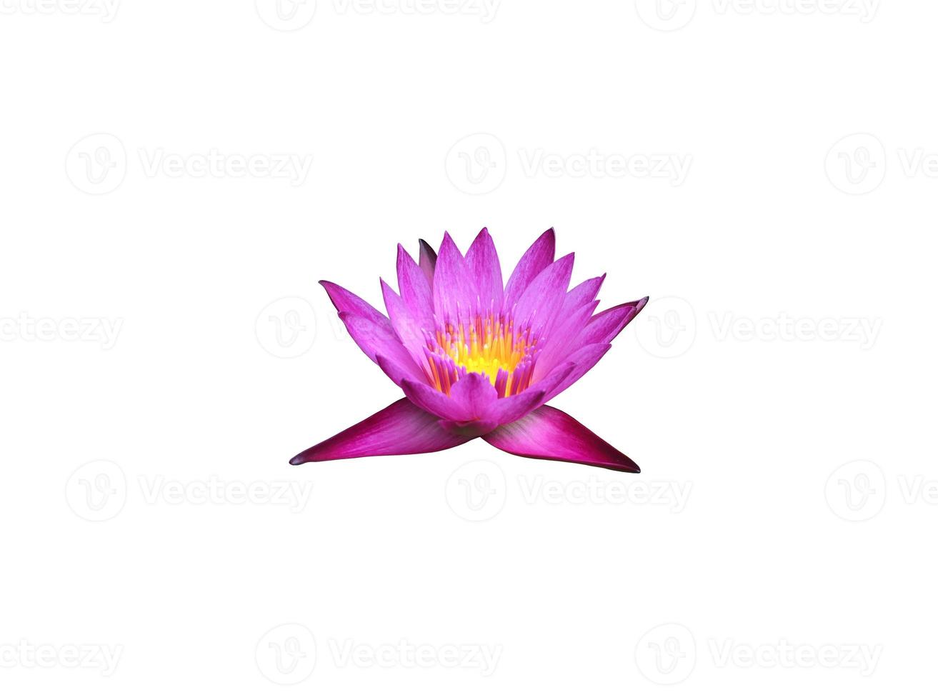 Isolated waterlily or lotus plants with clipping paths. photo