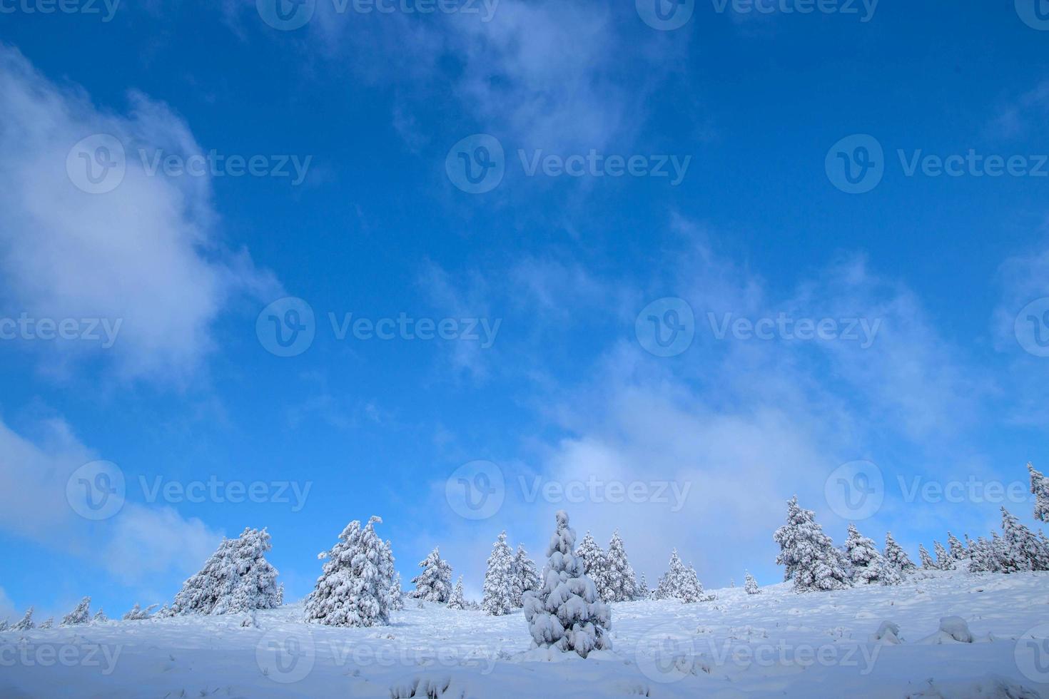 árboles bajo la nieve foto