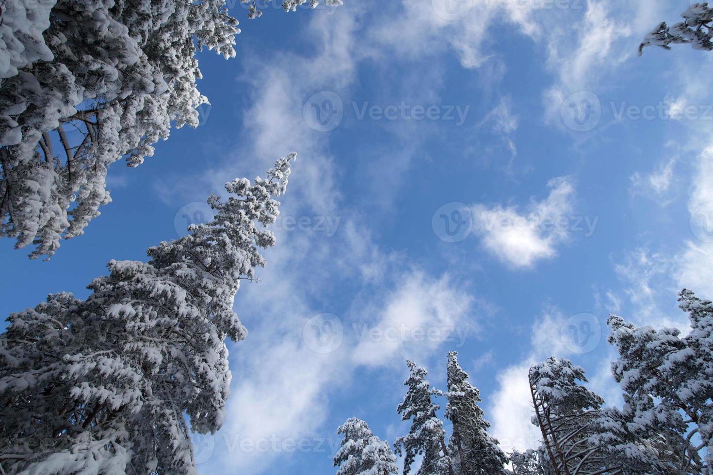árboles bajo la nieve foto