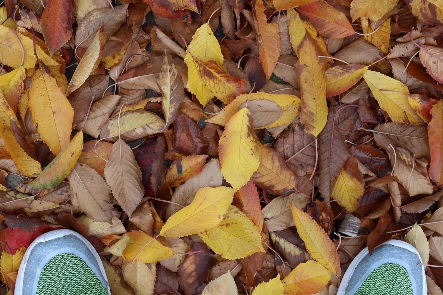 Autumn pattern made with golden and green leaves photo