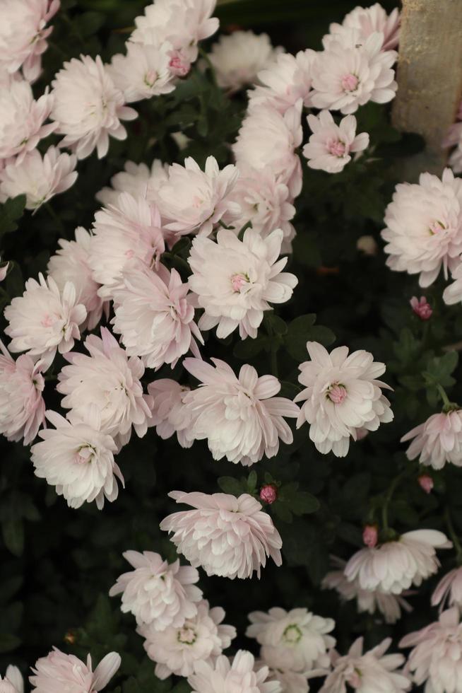 Bouquets of chrysanthemums of different colours caught in a local garden in late autumn photo