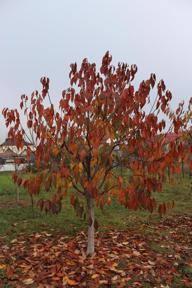 silueta de un árbol sorprendido a finales de otoño. puedes ver como sus hojas se van marchitando foto