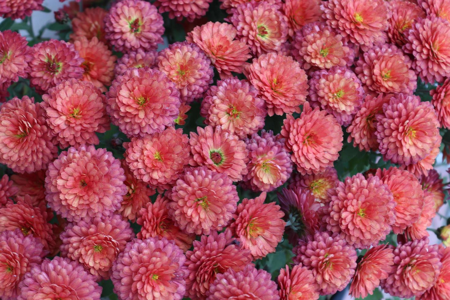 Bouquets of chrysanthemums of different colours caught in a local garden in late autumn photo