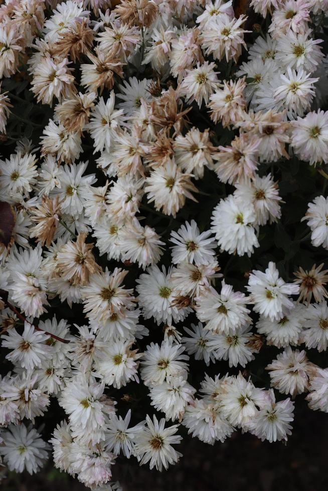 Bouquets of chrysanthemums of different colours caught in a local garden in late autumn photo