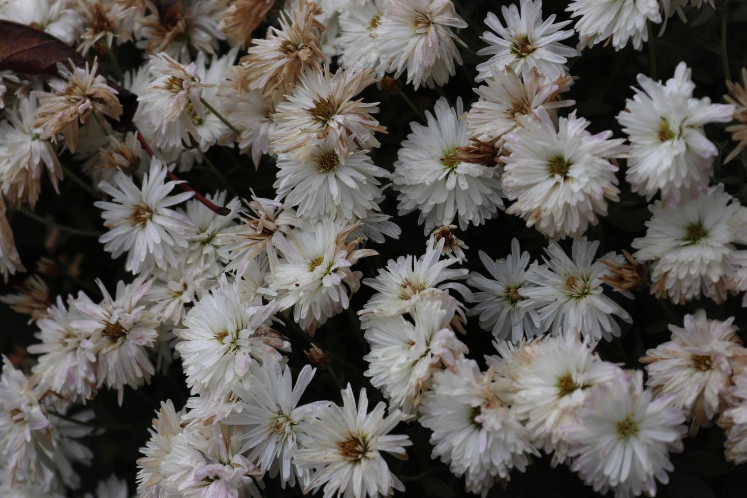 Bouquets of chrysanthemums of different colours caught in a local garden in late autumn photo