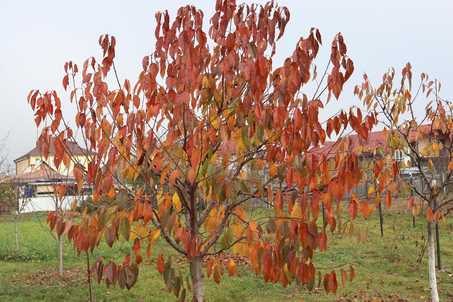 Silhouette of a tree surprised at the end of autumn . You can see how its leaves are withering photo