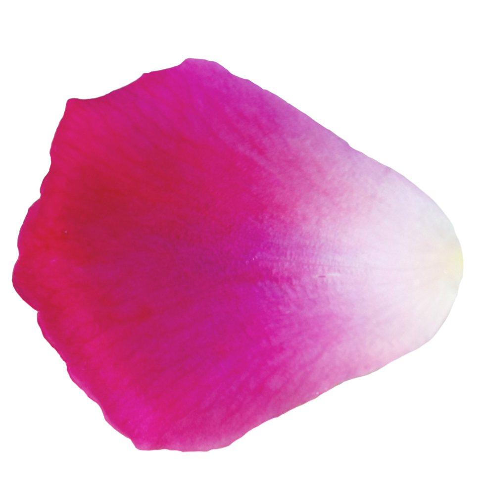 Rose petal isolated background. png