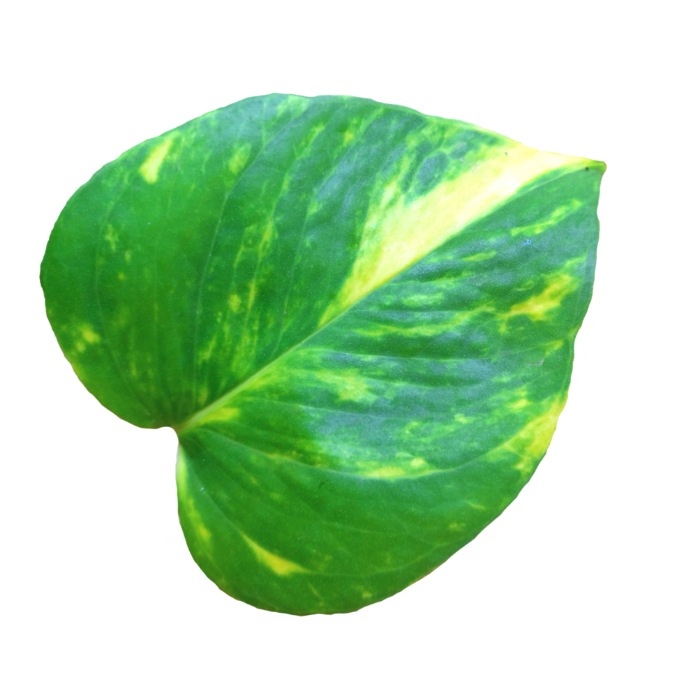 Araceae leaf isolated texture. png