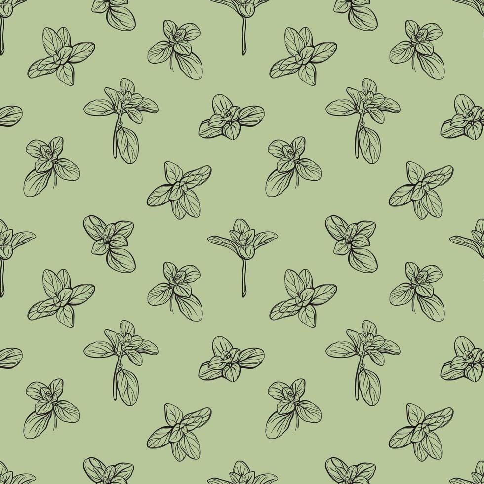 Basil Pattern. Italian herbs.vector illustration vector