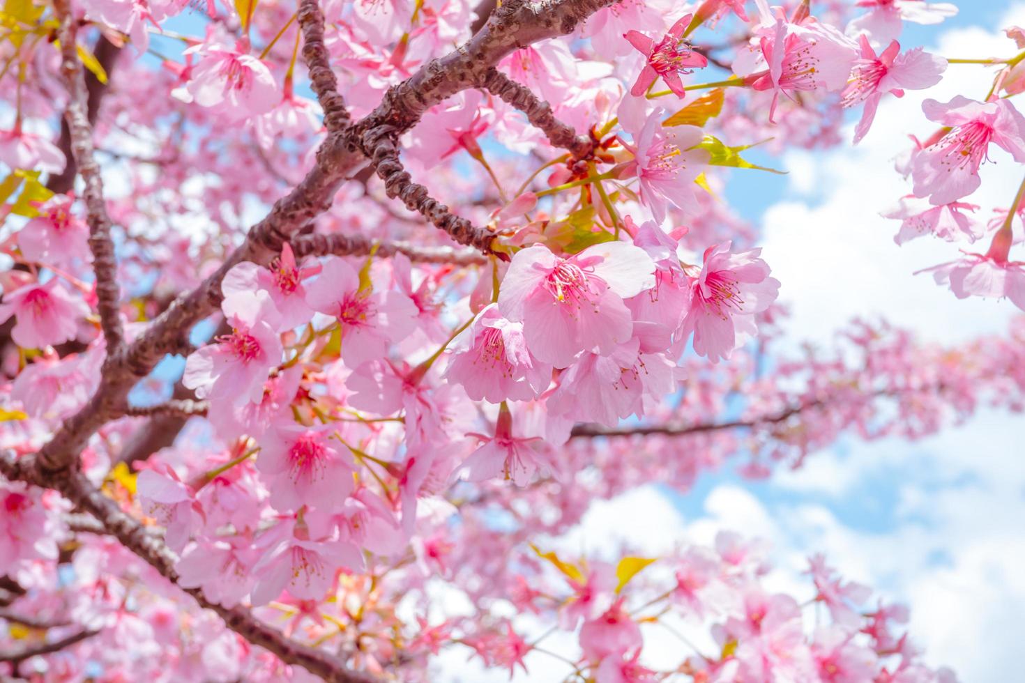 hermosas flores de cerezo rosa sakura con refrescante por la mañana en japón foto